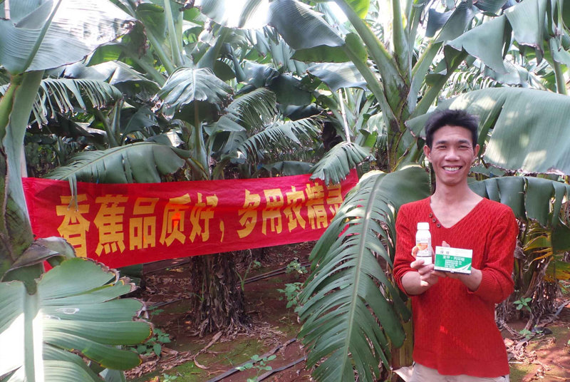 差距這么大， 是真的嗎？ 銀農(nóng)故事匯—香蕉篇
