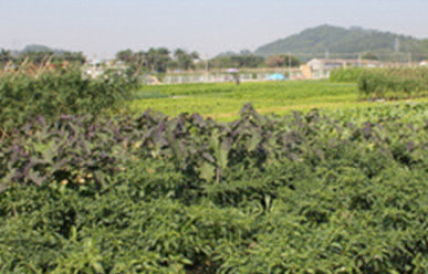 菜地難種、施肥低效、薊馬高發(fā)，咋辦？這里有高招！