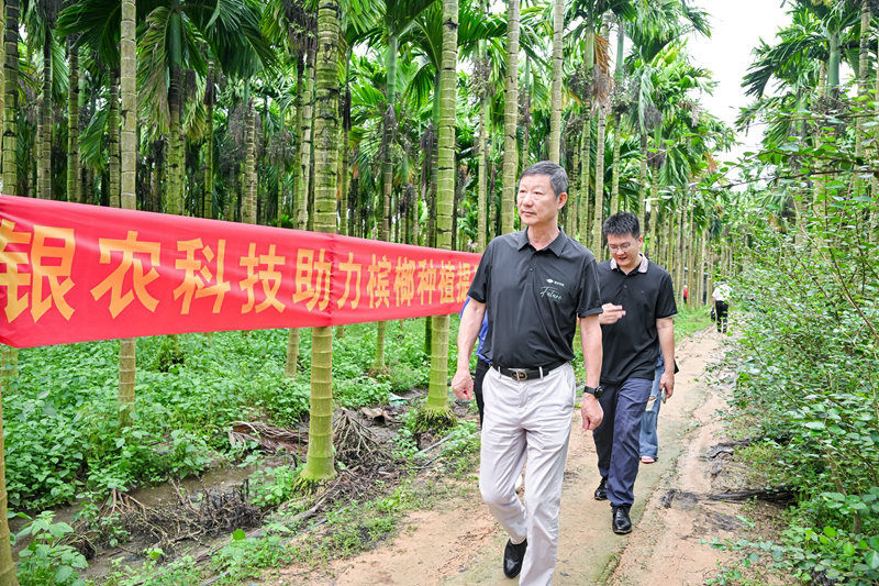 不斷創(chuàng)新納米農藥，“銀農三寶”助力檳榔提質增收
